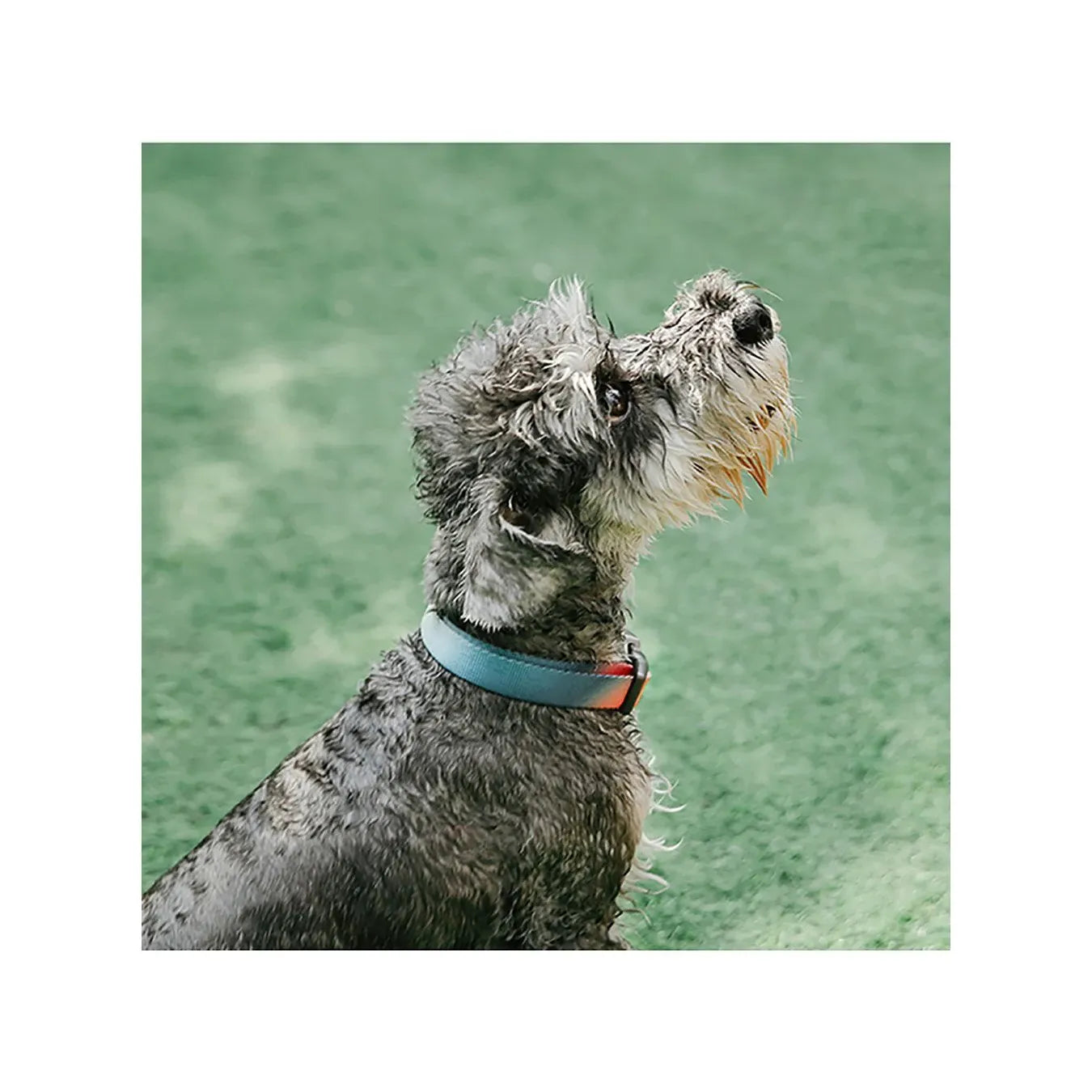 Pidan Dog Collar with Metal Buckle