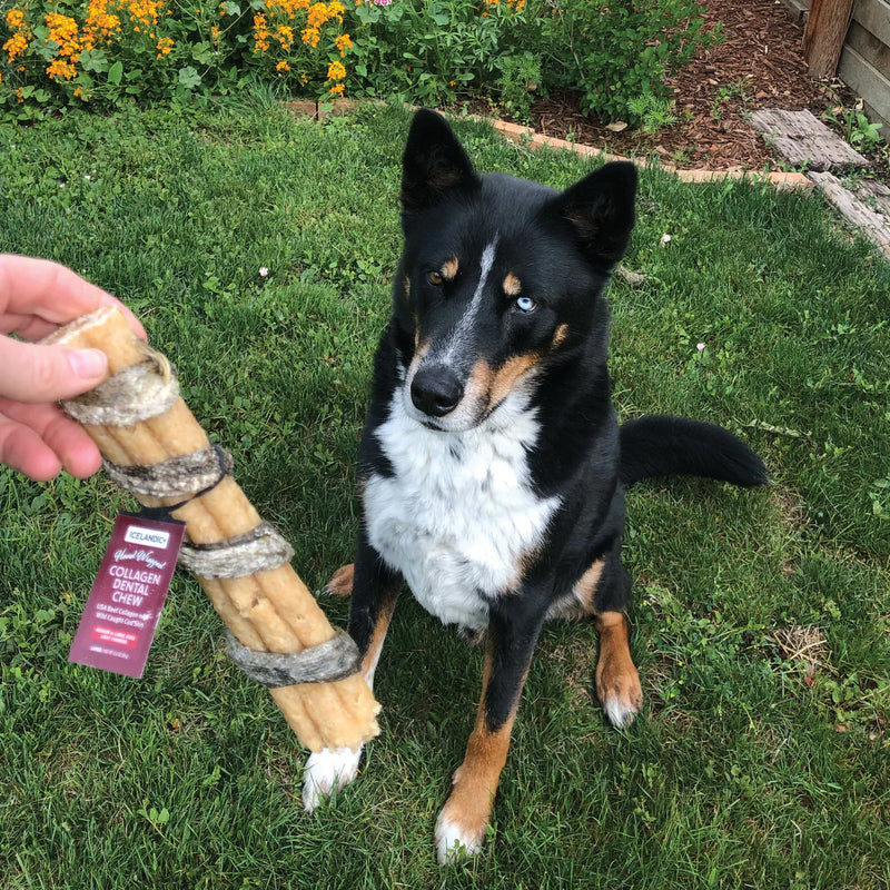 Beef Collagen Dental Chew Wrapped With Cod Skin