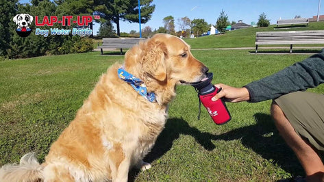 Lap-It-Up™ Dog Water Bottle Red Plaid