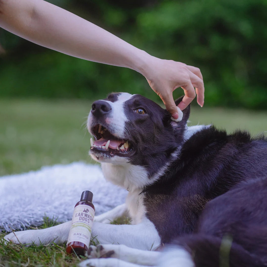BLACK SHEEP - Dentifrice bio à la menthe poivrée 2 oz