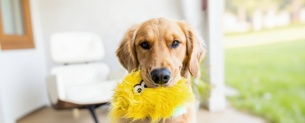 Dog holding a yellow plush toy with a blurred indoor background