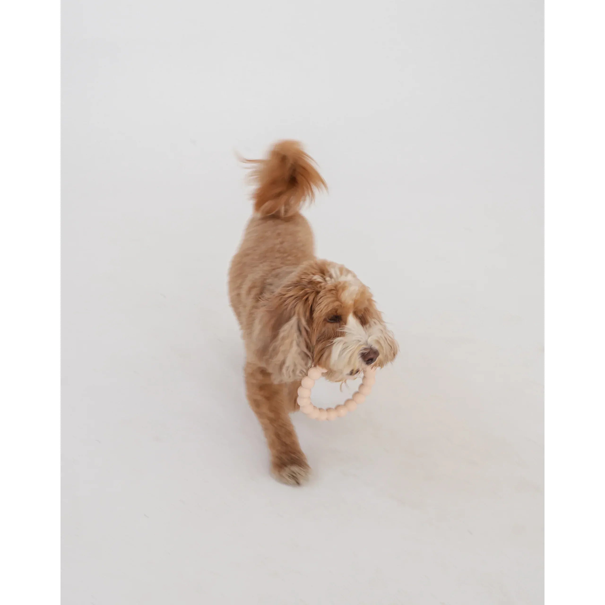 Ensemble de 2 anneaux de dentition agressifs Dexypaws