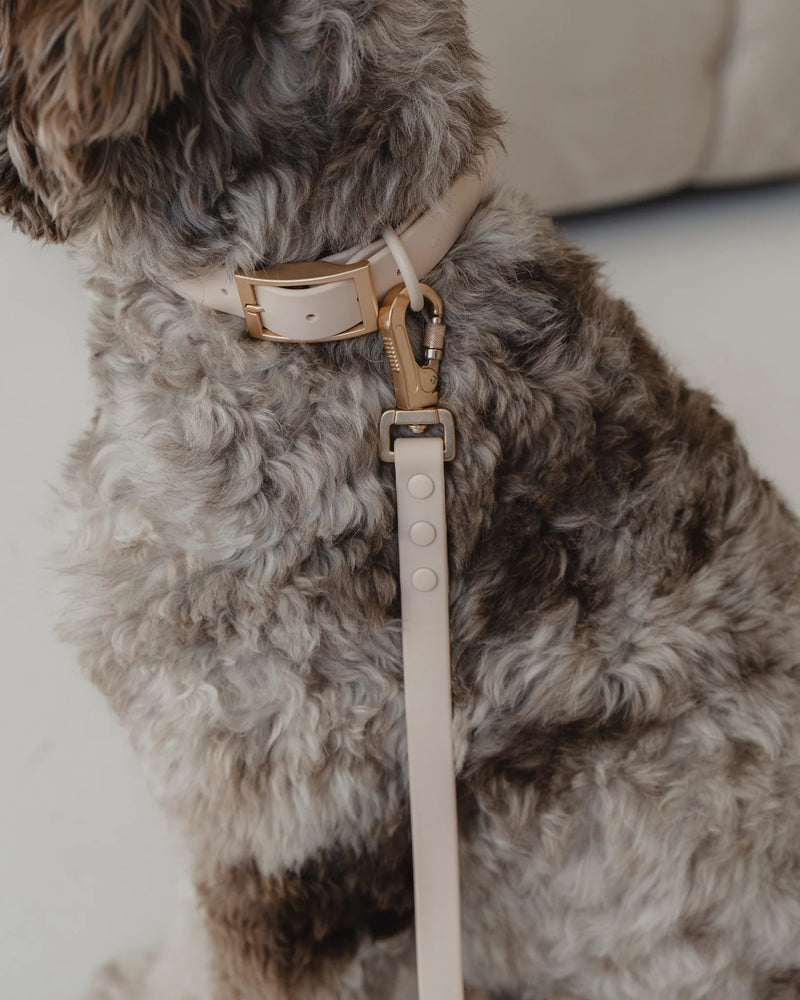 Dexypaws - Waterproof Dog Collar