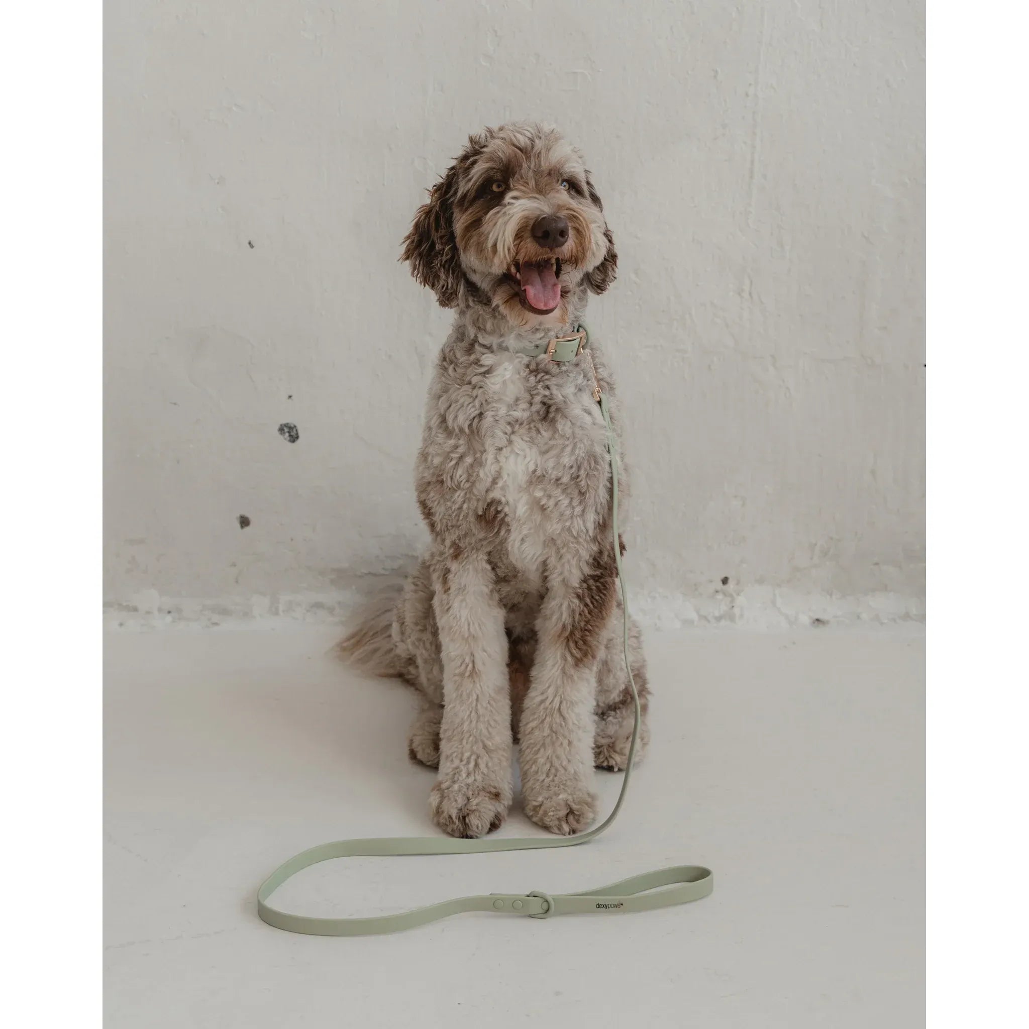 Dexypaws Waterproof Dog Leash