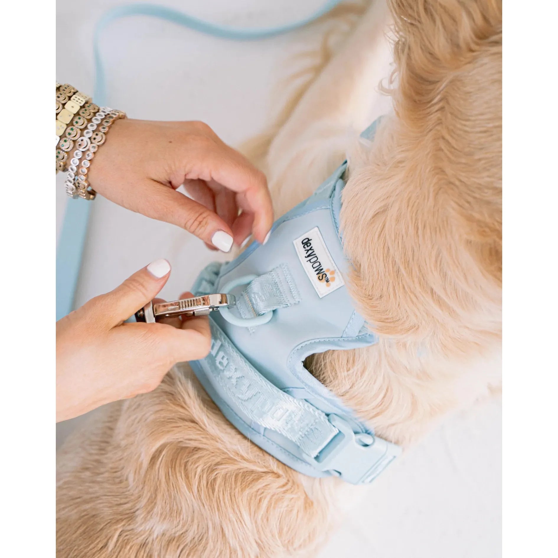 Harnais anti-traction pour chien Dexypaws, bleu ciel 