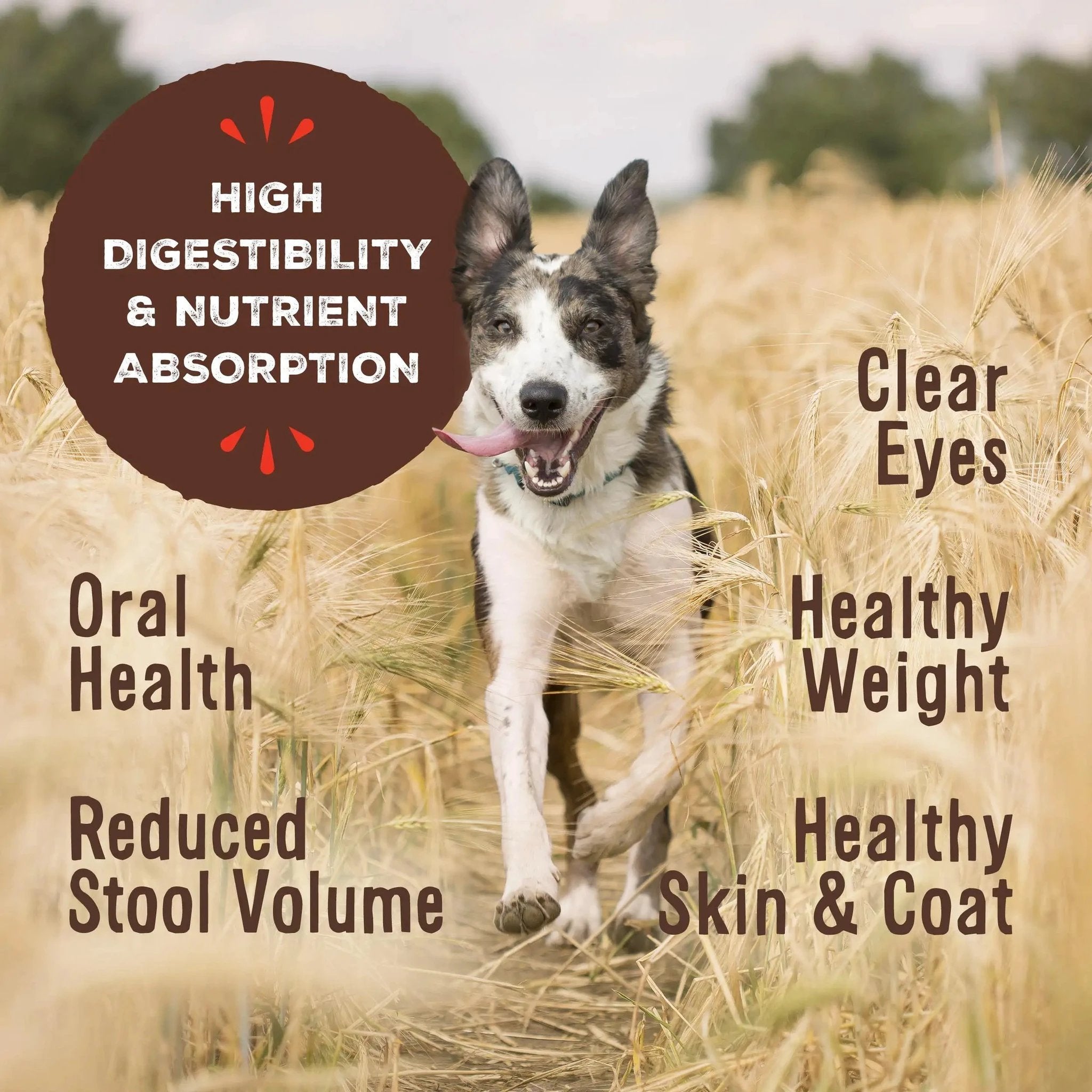 Primal Canine Freeze-Dried Nuggets Rabbit Formula Dog Food by Primal