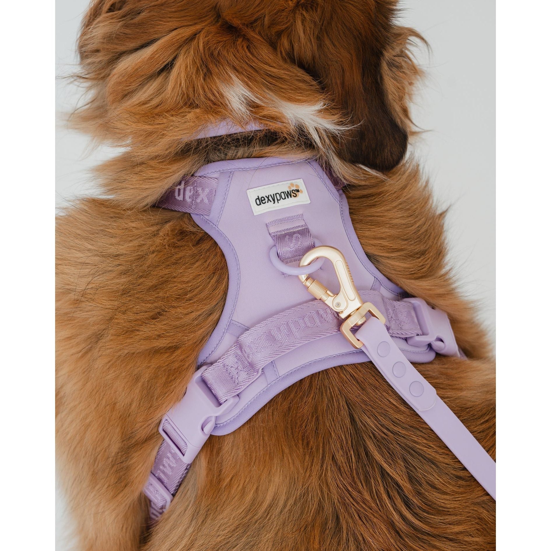 Dexypaws No-Pull Dog Harness, Lilac