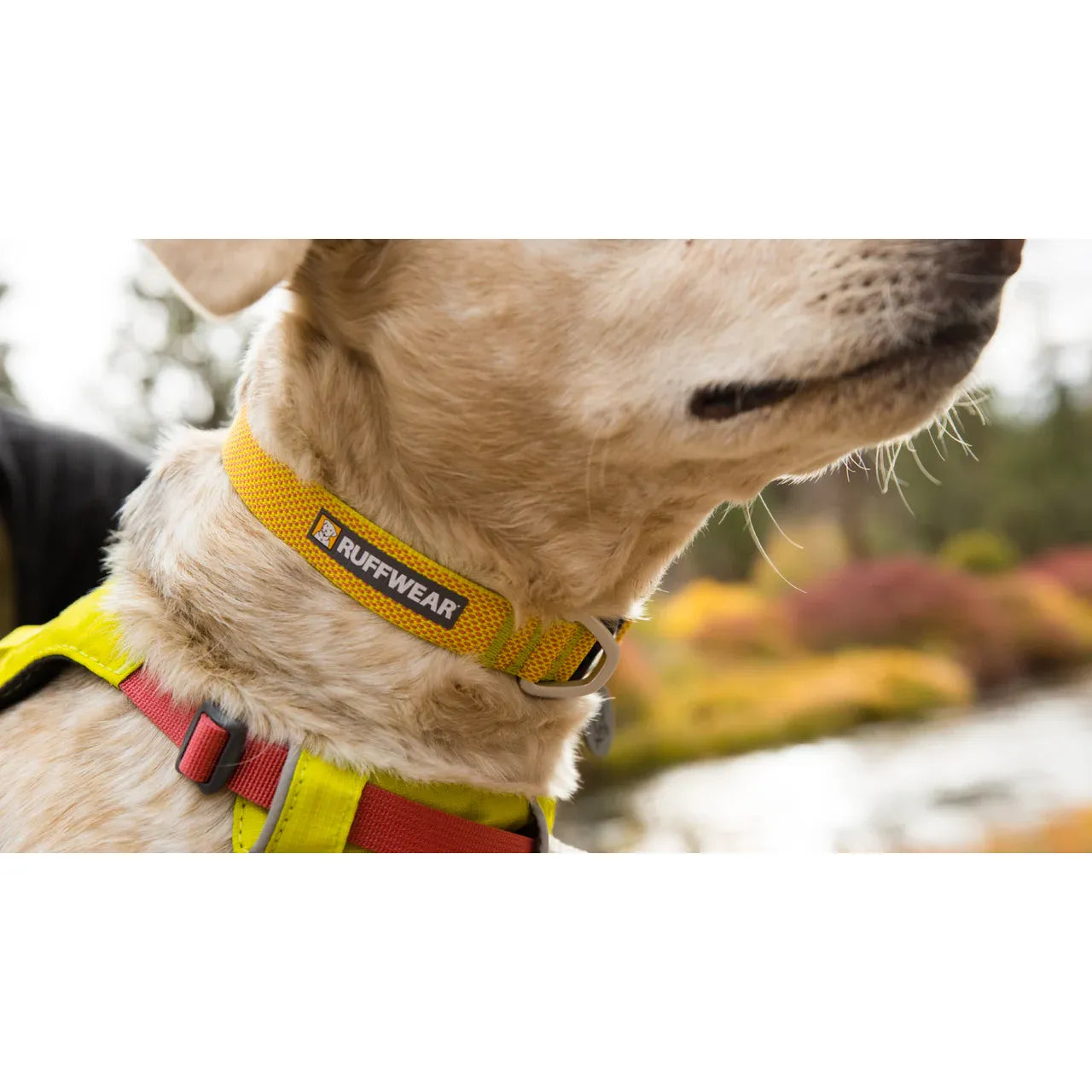 Laisse légère pour chien Ruffwear Front Range™