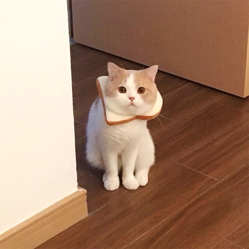 E-collar to Cats & Small dogs