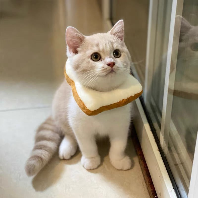 Collier électronique pour chats et petits chiens