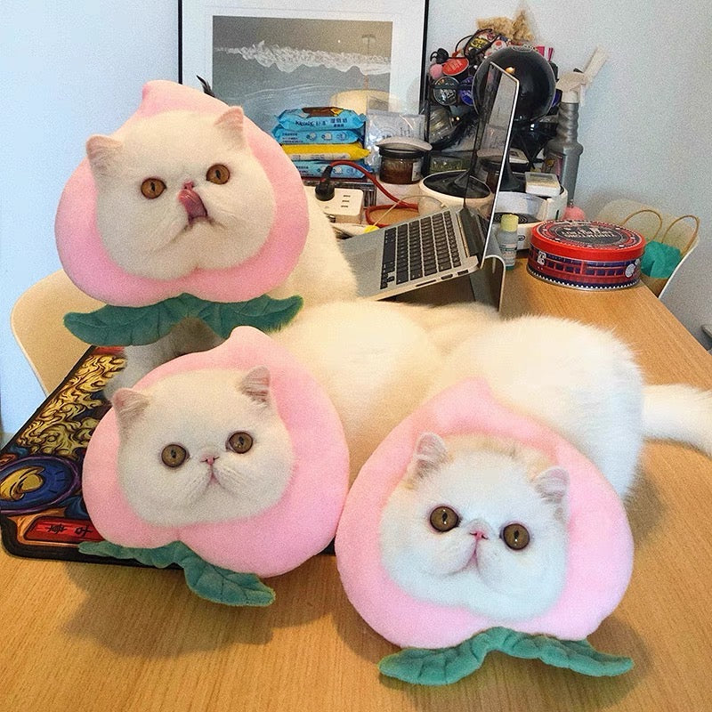 Collier électronique pour chats et petits chiens