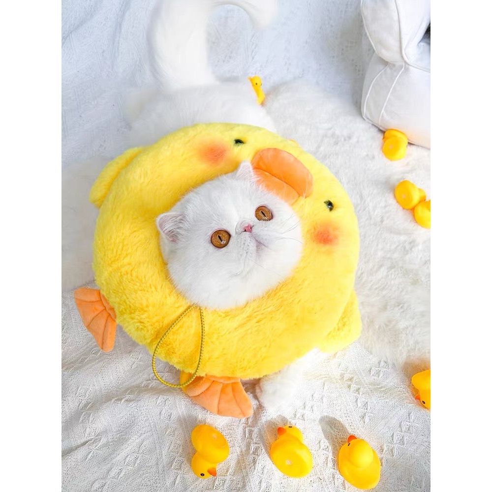 Collier électronique pour chats et petits chiens