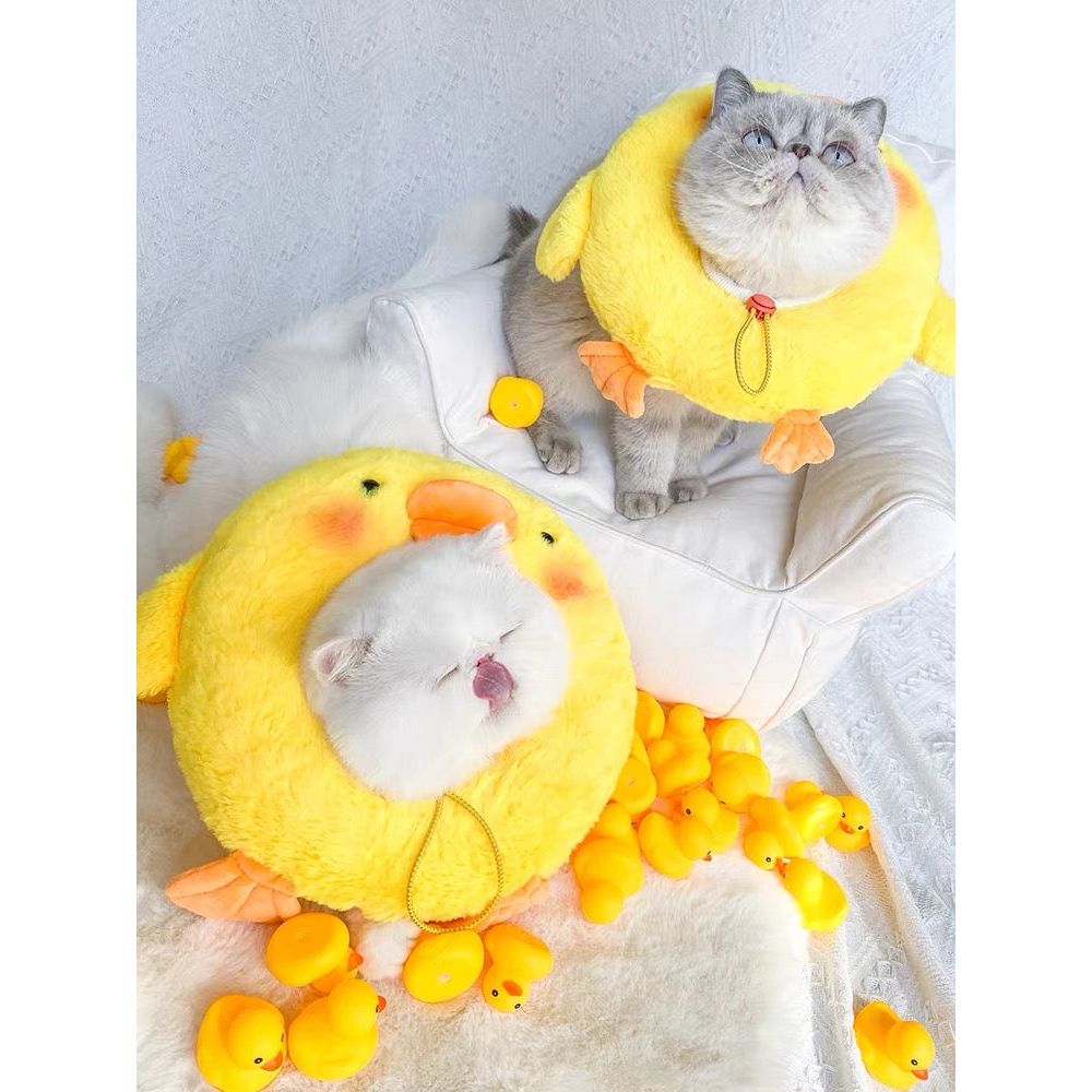 Collier électronique pour chats et petits chiens