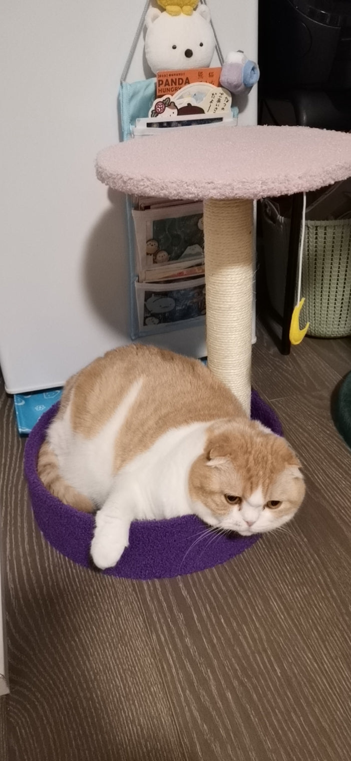 Mini Cat Trees