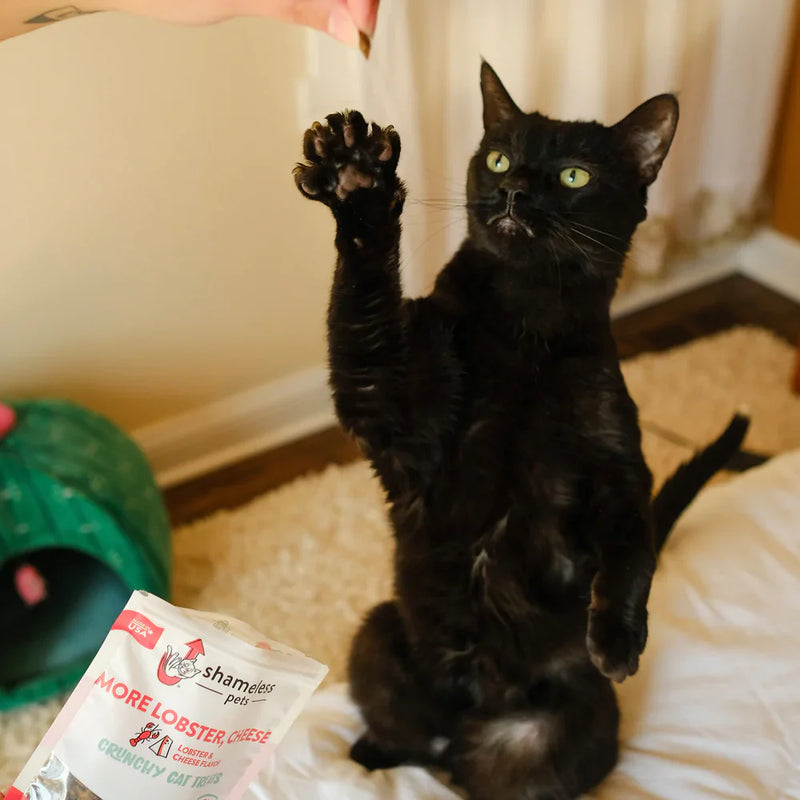 Shameless Pets - Crunchy Cat Treats 71g - More Lobster, Cheese