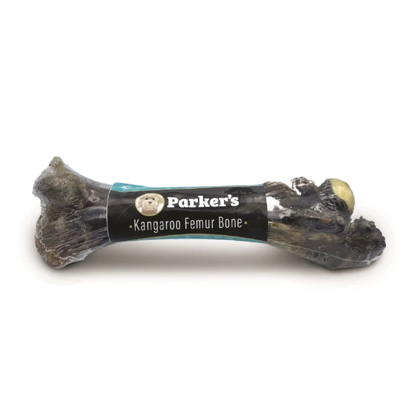 Parker's Kangaroo - Femur Bone 1pc