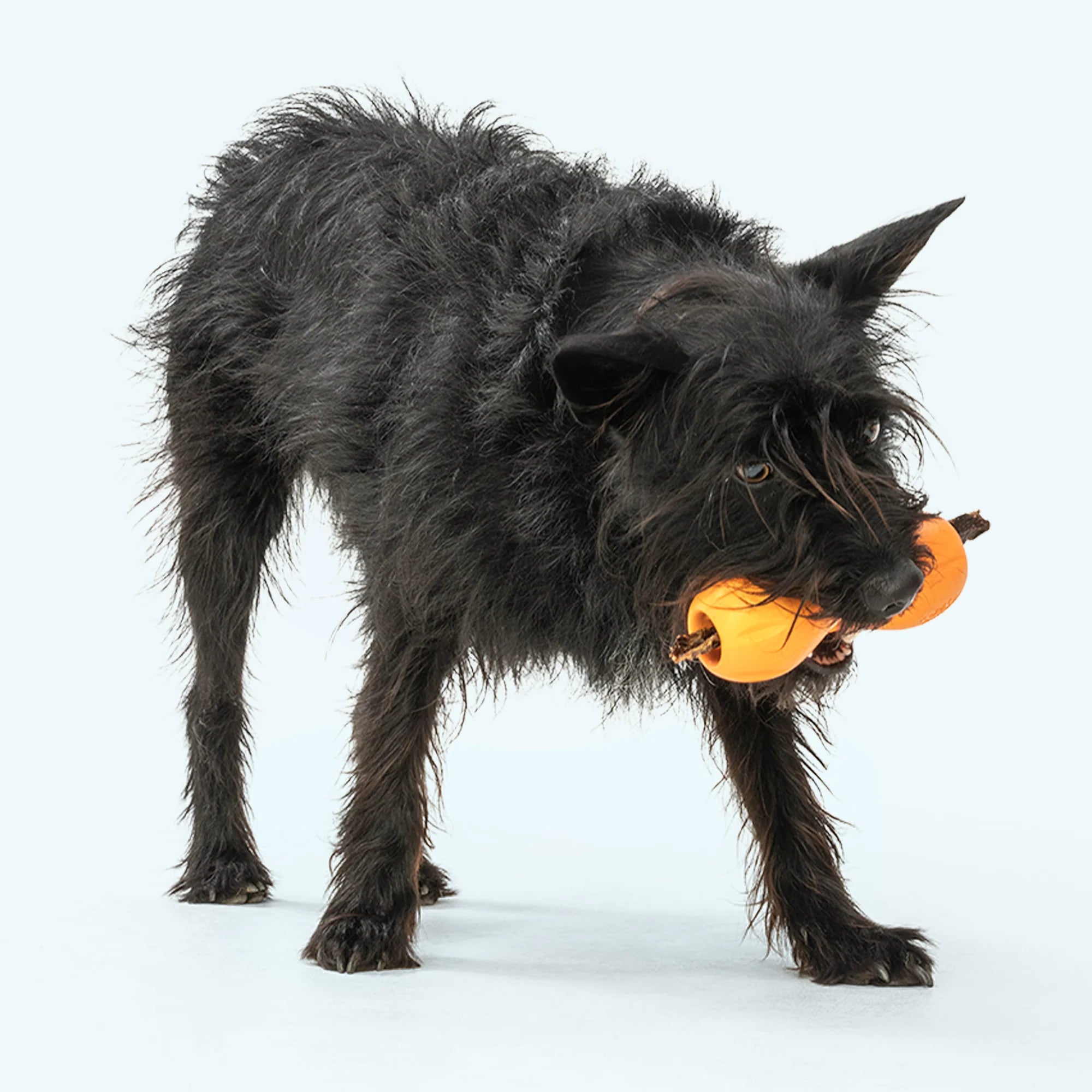 West Paw Treat Toys ZoGoFlex Qwizl (Holiday/Fall Edition)