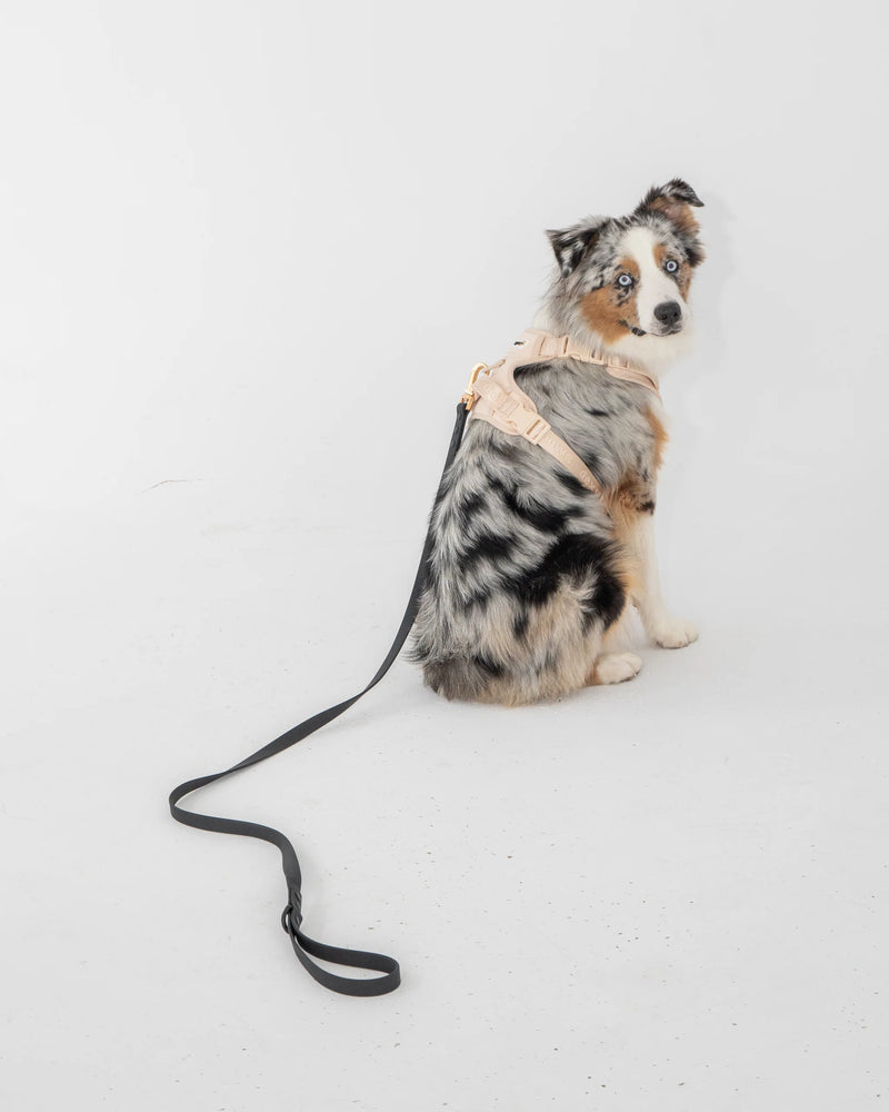 Dexypaws - Waterproof Dog Leash