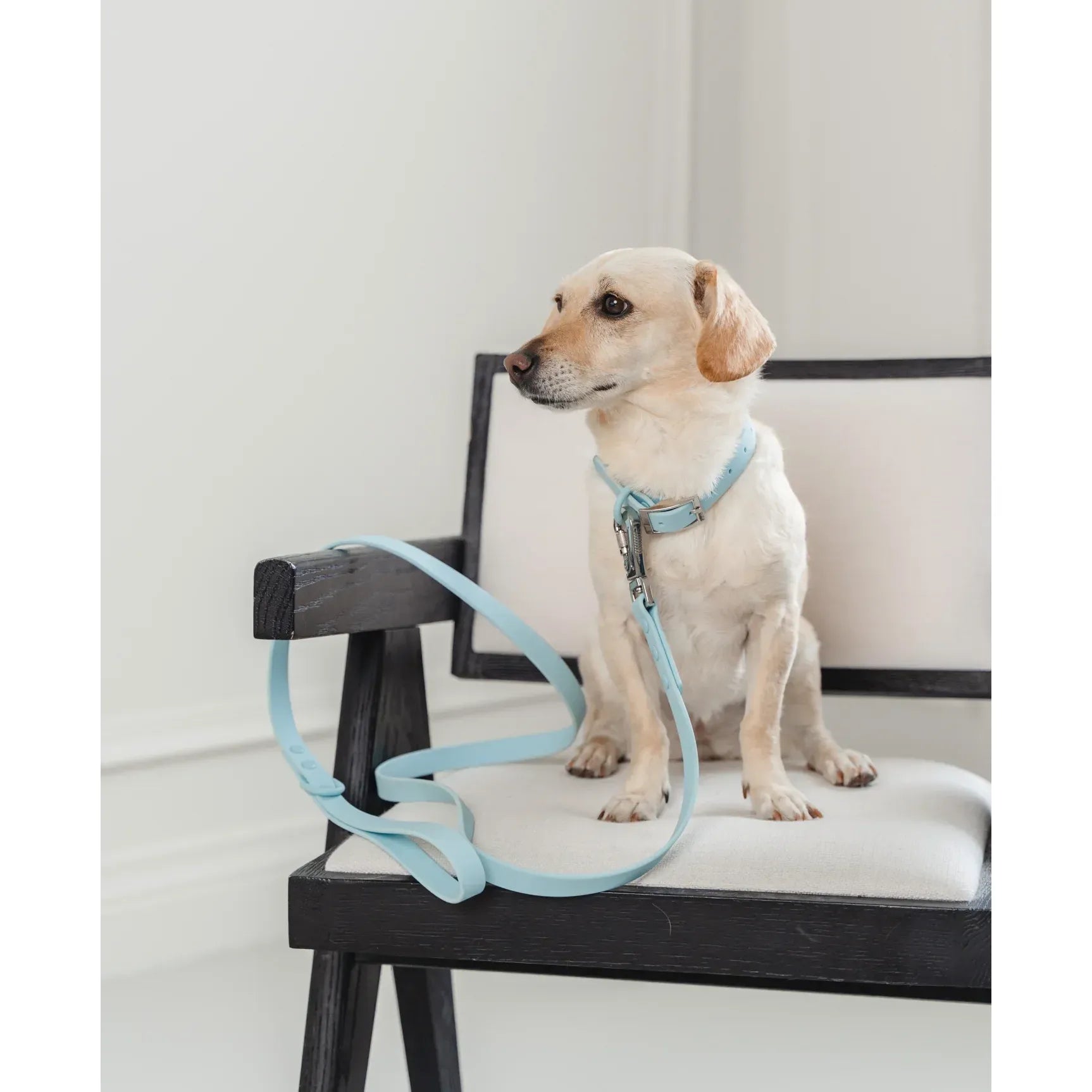 Dexypaws Waterproof Dog Collar