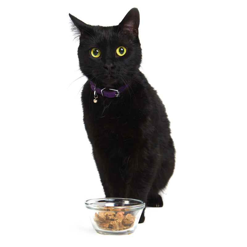 SMACK - Pacific Fish Feast (CAT)