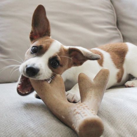 TALL TAILS®  Enrichment Toys for Dogs 2-Pack