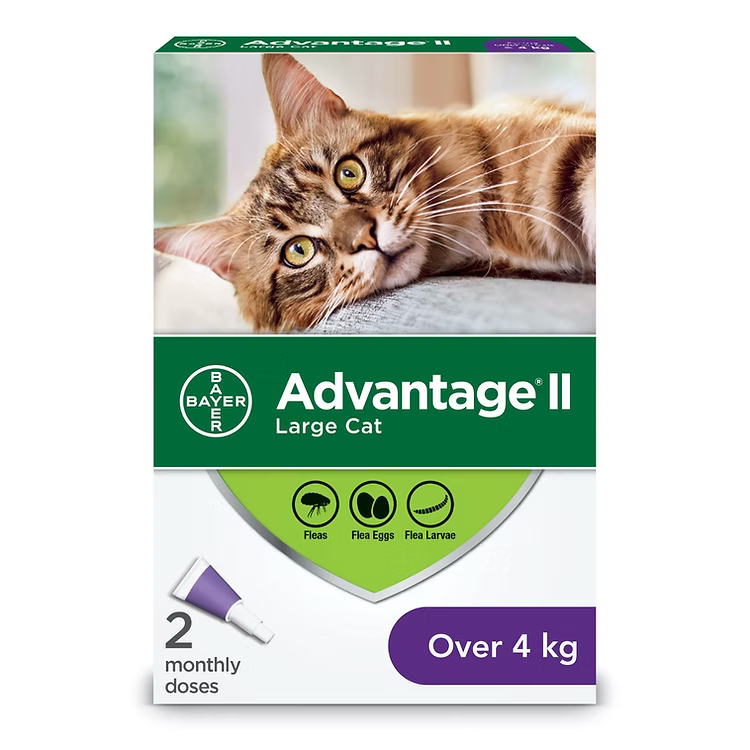 Protection anti-puces Advantage II pour chats