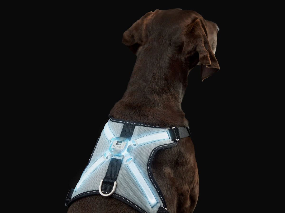RC Pets Nova LED Light Harness