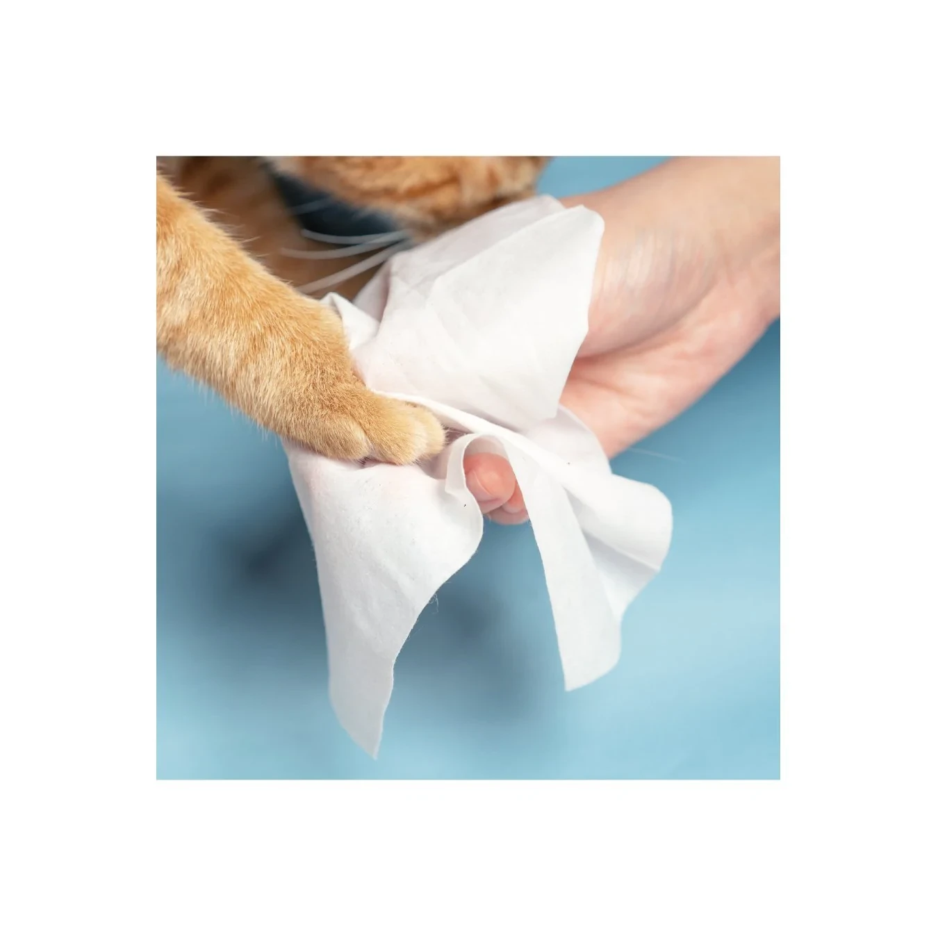 pidan - Pet Wet Wipes (1 Pack) by Pidan