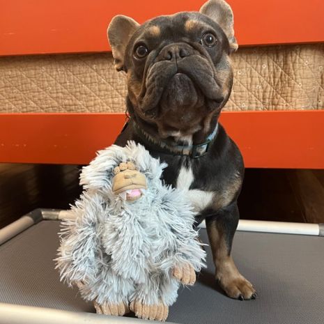 TALL TAILS® Plush Yeti with Squeaker Dog Toys