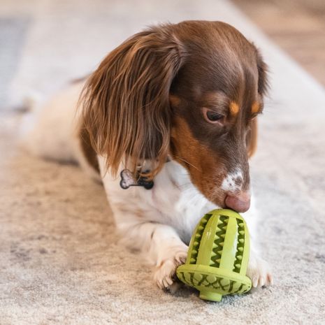 TALL TAILS®  Enrichment Toys for Dogs 2-Pack