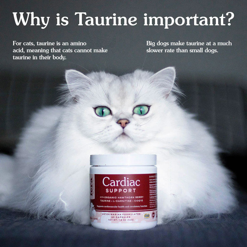 Fera - Cardiac Support for Dogs and Cats