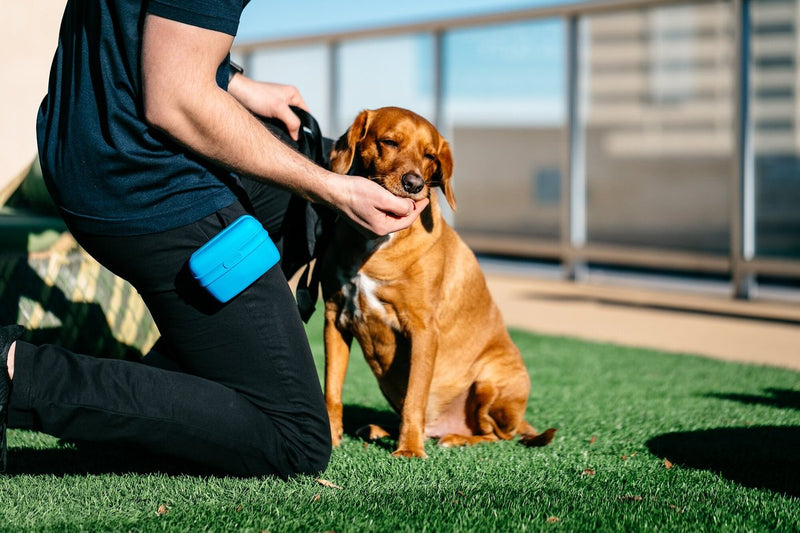 Dexas Popware - Silicone Pooch Pouch Dog Treat Holder