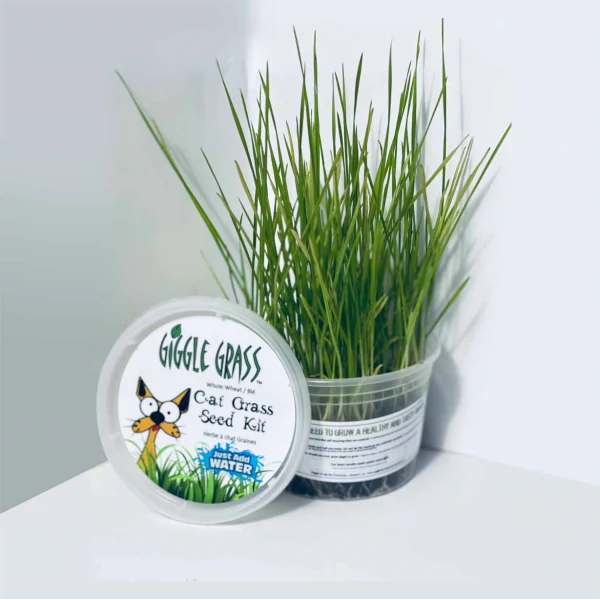 Giggle Grass - Cat Grass Seed Kit (Contains soil & seeds)
